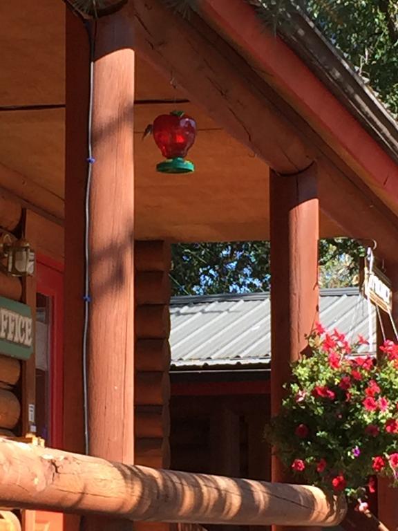 Teton Valley Cabins Driggs Exterior foto